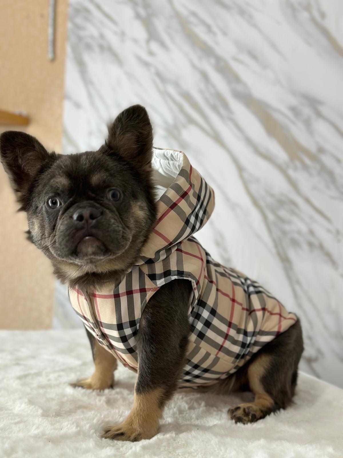 fashiondogofficial